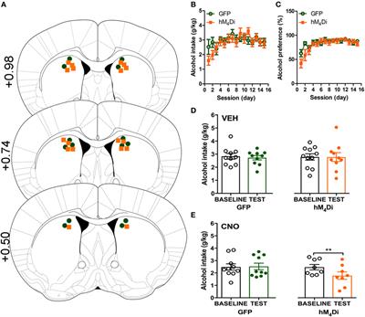 Critical Role for Gi/o-Protein Activity in the Dorsal Striatum in the Reduction of Voluntary Alcohol Intake in C57Bl/6 Mice